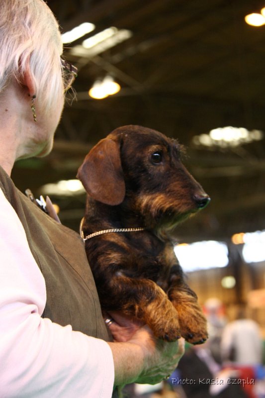 Crufts2010 442.jpg